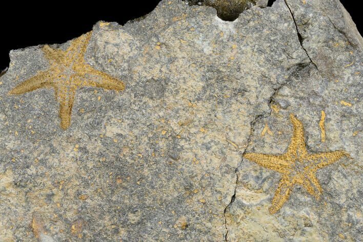 Two Ordovician Starfish (Petraster?) Fossils - Morocco #180858